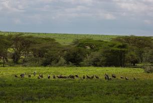 Classic Safari: Migraciones y etnias de Tanzania