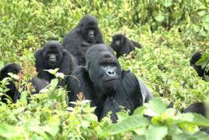 Aventura genuina en busca de los Gorilas en la Niebla de Uganda