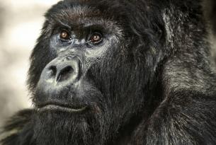Gorilas en la niebla: Gorilas, Rinocerontes, trekkings, rafting y más