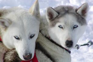 Trineo de Perros en la Laponia finlandesa: el sueño de la taiga. 8 días