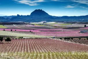 Paisajes de Murcia: Floración de Cieza, Calblanque, Mar Menor, Valle de Ricote