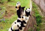 12 Días Tour por China con Oso Panda
