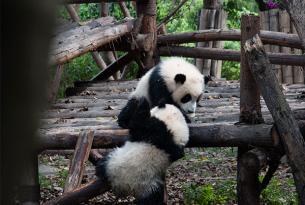 12 Días Tour por China con Oso Panda