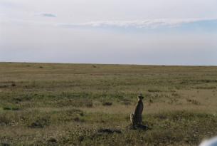 Ruta Safari Masai Experience