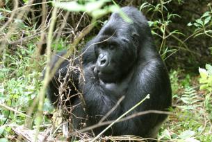 Uganda: la senda de los gorilas