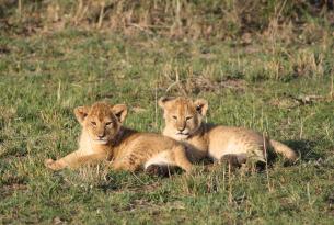 Kenia: Safari Tembo