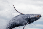 Avistamiento de ballenas en Colombia