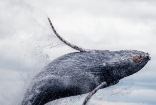 Avistamiento de ballenas en Colombia