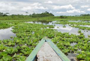 Selva de Perú: Iquitos