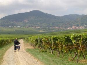 Francia: Ruta del vino en bicicleta