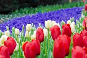 Holanda en bicicleta: ruta de los tulipanes
