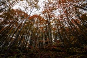 Bosques de Irati: senderismo en Navarra