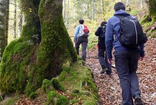 Senderismo por bosques Mágicos: Hayedo de Montejo