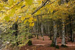 Senderismo por bosques mágicos: Hayedo de Tejera Negra