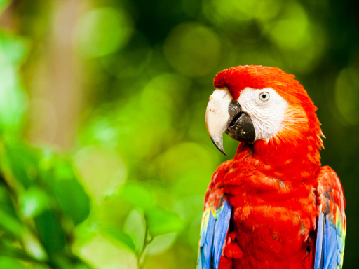 Descubre Costa Rica: ¡11 días de Pura Vida!