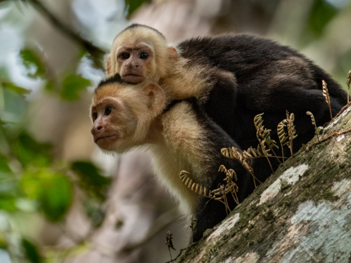 Viaje a Costa Rica total: 13 días entre volcanes, selvas y océanos