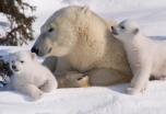 Tierra invernal: explorando la Laponia Finlandesa en 7 días