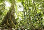 Ecuador: Amazonas imperdible