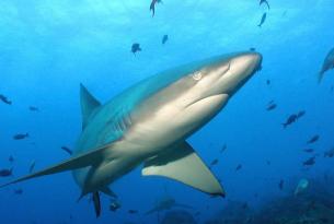 Ecuador: las islas Galápagos al natural