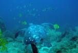 Islas Galápagos: lo mejor de Santa Cruz