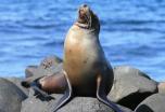 Ecuador: el encanto de Galápagos