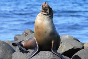 7 Dias Full Experiencia Galapagos