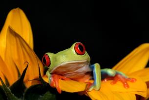 Costa Rica Sostenible en coche de alquiler a tu aire