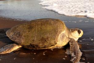 Costa Rica y la noche mágica de las tortugas marinas