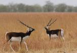 India fascinante: tour naturalista por Gujarat