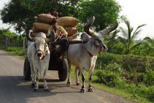 Gujarat: el secreto mejor guardado de la India