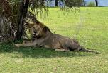 9 días de buceo y safari en la Selous Nacional Reserve