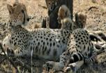 Safari  Tarangire: Serengeti, Ngorongoro, Manyara y buceo en  Zanzibar