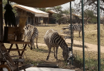Viaje de buceo y safari en Kenia (parques nacionales de Masai Mara, Lago Nakuru y Lago Naivasha)