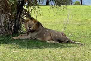 Safari compartido en Kenia  (Salidas diarias)