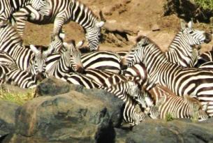 6 dias!!! Kenia Gran Migración en Masai Mara y  lago Nakuru en Reef Valley con guía en Español