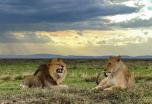 Safaris en avioneta  a Serengeti  desde Arusha o Zanzìbar y vuelta