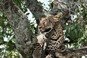Safari compartido en Kenia y buceo en Diani (Mombasa)