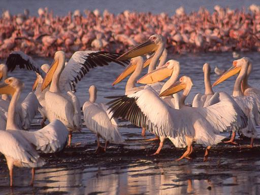 Safari en Kenia con posible extensión en Zanzíbar o Diani