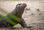 Bali y aventura en Komodo