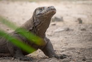 Bali y aventura en Komodo