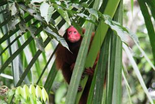 Perú Andino y Amazonas (Iquitos)