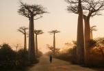 Esencias del Sur y Baobabs