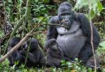 Safari Twiga- El corazón de Uganda