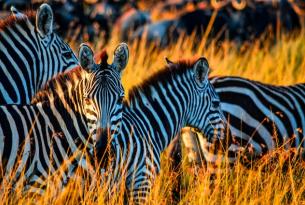 Kenia: Safari Samburu