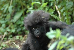 Uganda y Ruanda- safari 15 días