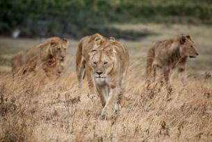 Safari Kenia y Tanzania (11 días)