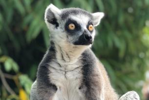 Madagascar: En tierra de lémures