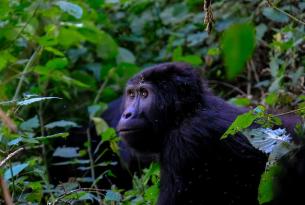 Uganda: Safari Kiboko (13 días)