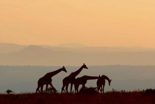 Uganda: Safari Twende (16 días)