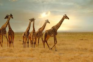 Tanzania: Safari Lengai (9 días)
